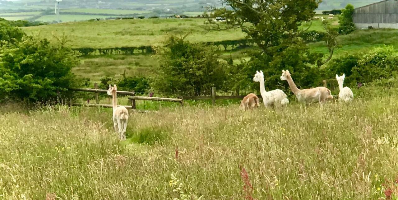 Willow Glamping Hut With Hot Tub, Ensuite, Bbq, Firepit, Views, Fenced Garden, Dog Friendly, Alpacas On Site On Anglesey, North Wales Amlwch Exterior photo