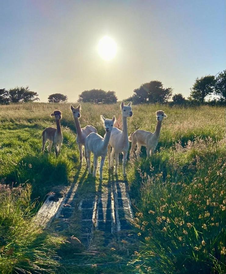 Willow Glamping Hut With Hot Tub, Ensuite, Bbq, Firepit, Views, Fenced Garden, Dog Friendly, Alpacas On Site On Anglesey, North Wales Amlwch Exterior photo